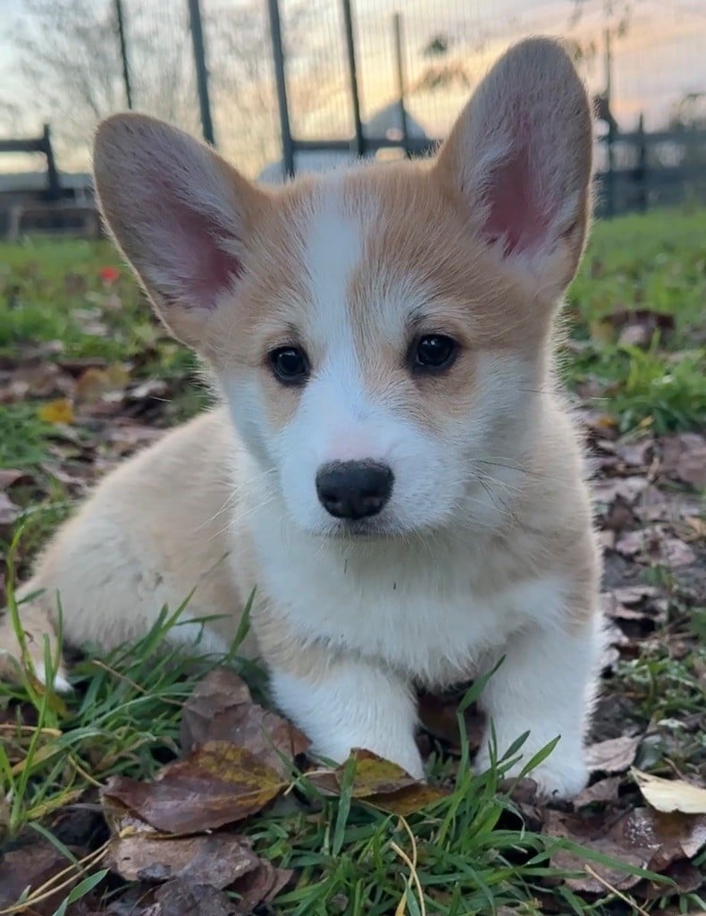 Welsh Corgi Pembroke - Opus Grande