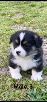 Les chiots de Welsh Corgi Pembroke