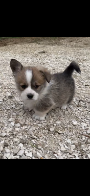 Les chiots de Welsh Corgi Pembroke