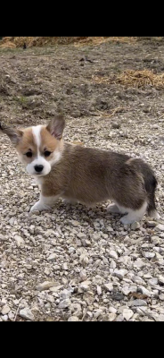 Les chiots de Welsh Corgi Pembroke