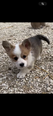 Les chiots de Welsh Corgi Pembroke