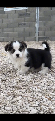 Les chiots de Welsh Corgi Pembroke