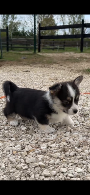 Les chiots de Welsh Corgi Pembroke