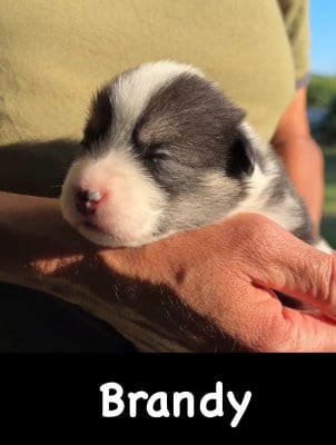 Les chiots de Welsh Corgi Pembroke