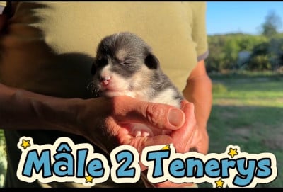 Les chiots de Welsh Corgi Pembroke