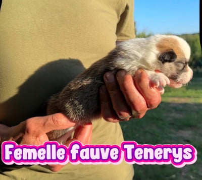 Les chiots de Welsh Corgi Pembroke