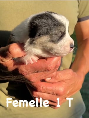 Les chiots de Welsh Corgi Pembroke