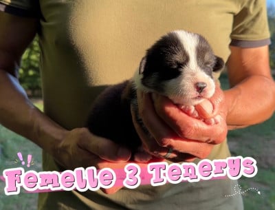 Les chiots de Welsh Corgi Pembroke