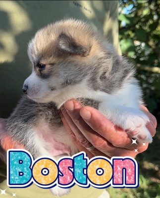 Les chiots de Welsh Corgi Pembroke