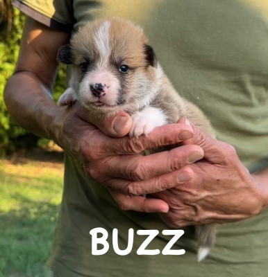 Les chiots de Welsh Corgi Pembroke