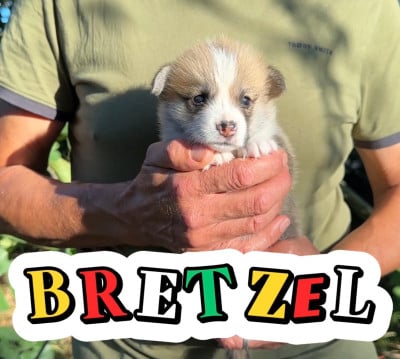Les chiots de Welsh Corgi Pembroke