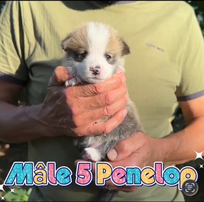 Les chiots de Welsh Corgi Pembroke