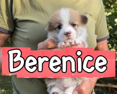 Les chiots de Welsh Corgi Pembroke