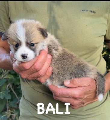 Les chiots de Welsh Corgi Pembroke