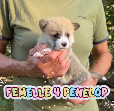 Les chiots de Welsh Corgi Pembroke