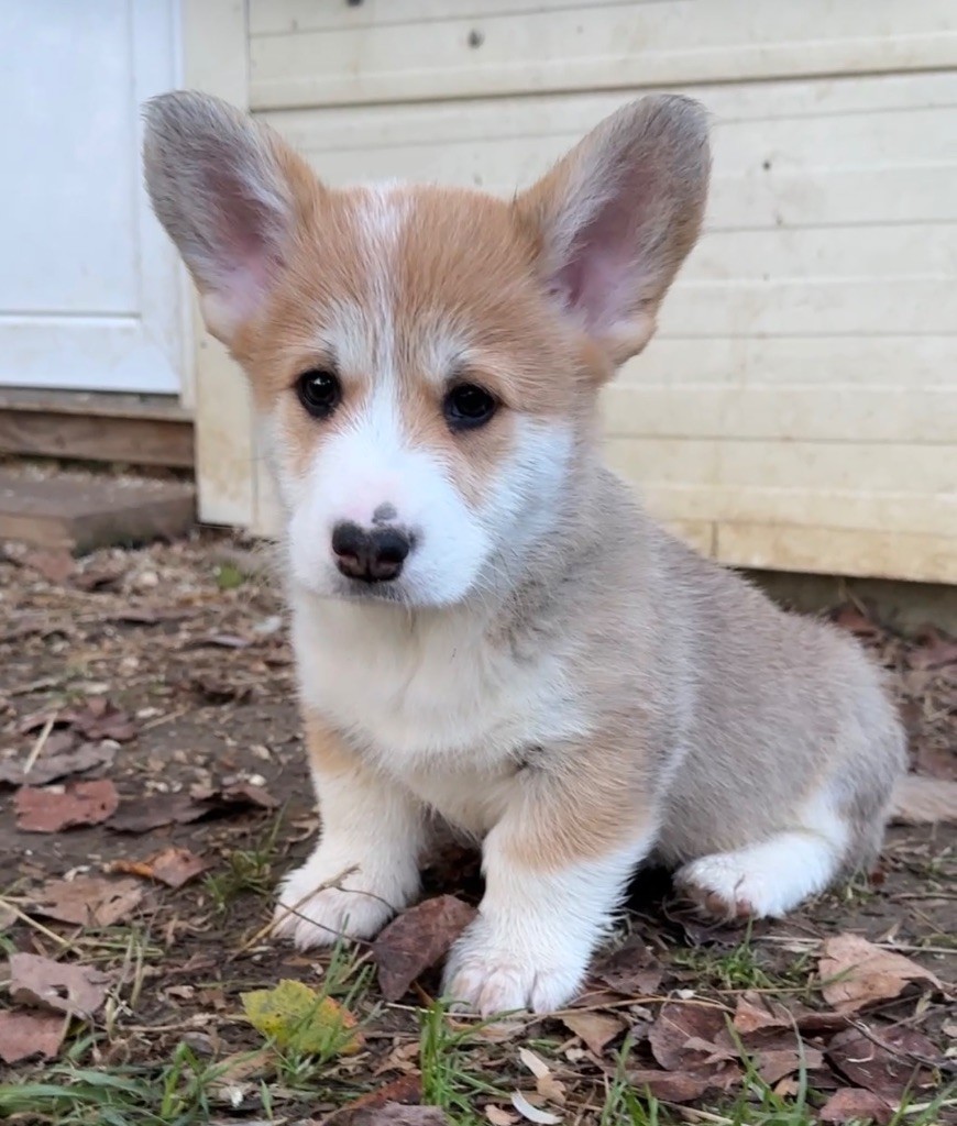 MÂLE 1 - Welsh Corgi Pembroke