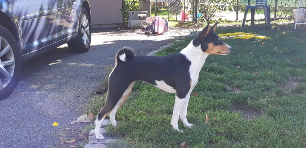 Publication : Des Evades Du Congo Auteur : les evadés du Congo