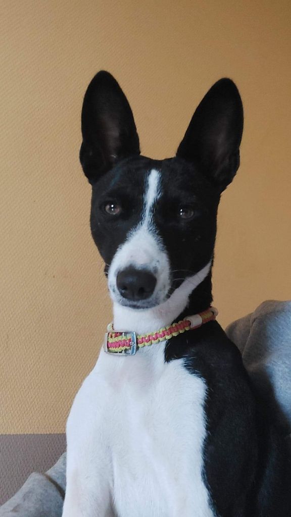 Publication : Des Evades Du Congo Auteur : Groseille choco