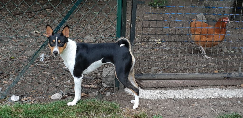 Publication : Des Evades Du Congo Auteur : les evadés du Congo