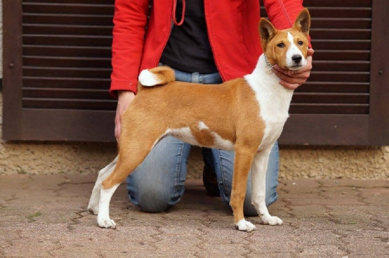 Joyeuse nalah Des Evades Du Congo