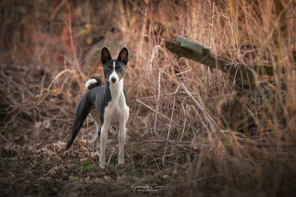 Publication : Des Evades Du Congo Auteur : Groseille choco