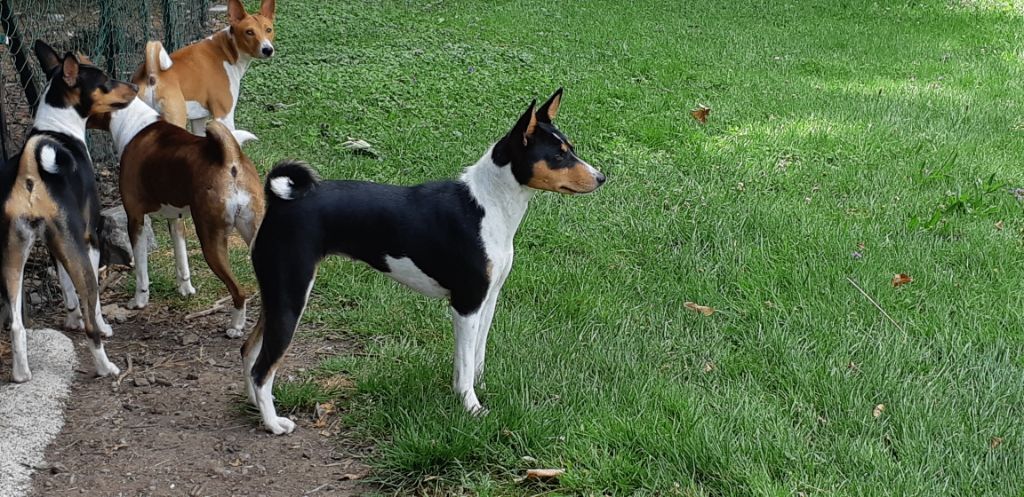 Publication : Des Evades Du Congo Auteur : les evadés du Congo