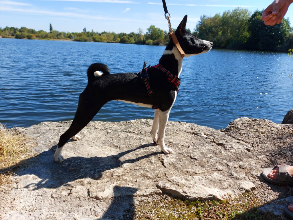 Publication : Des Evades Du Congo Auteur : Groseille choco