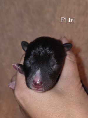 Les chiots de Basenji