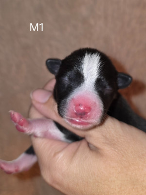 Les chiots de Basenji