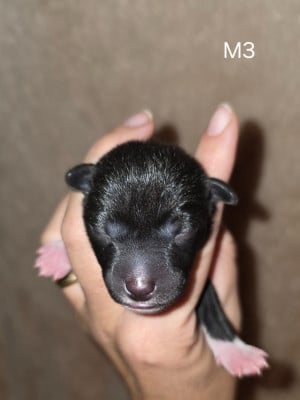 Les chiots de Basenji