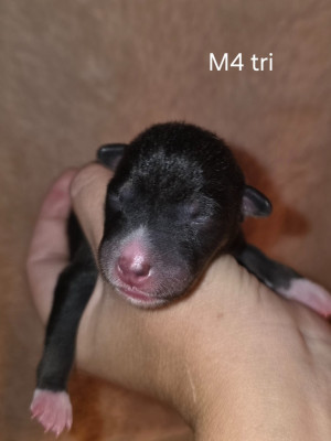 Les chiots de Basenji