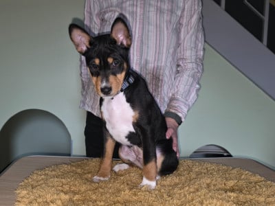Les chiots de Basenji