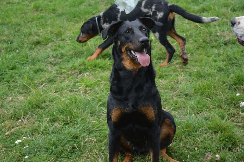Hera de l'enclos d'Usco