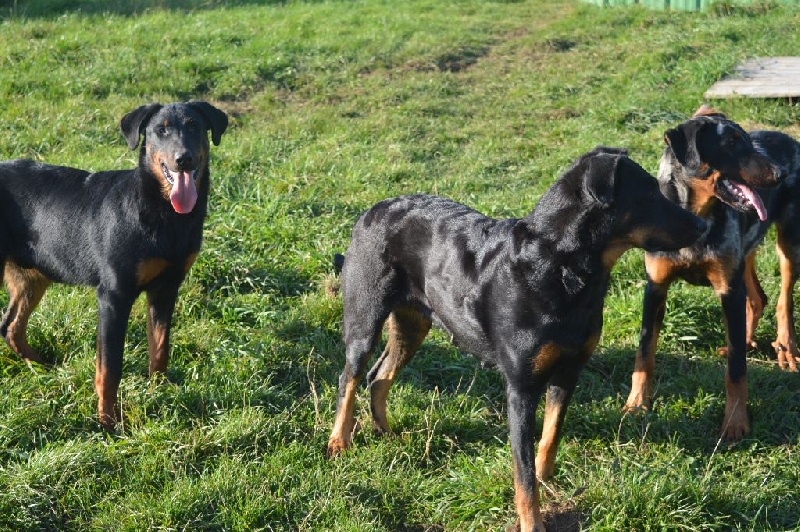Hera de l'enclos d'Usco