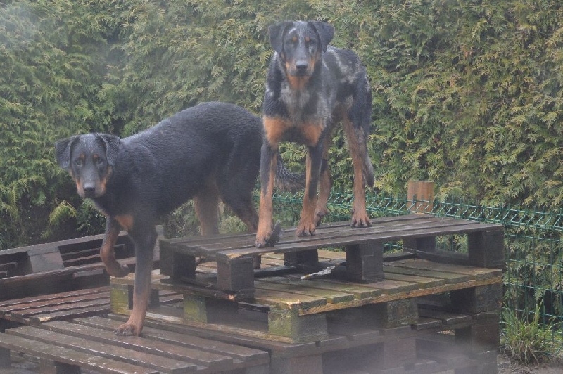 Lenox Des Collines Elfiques