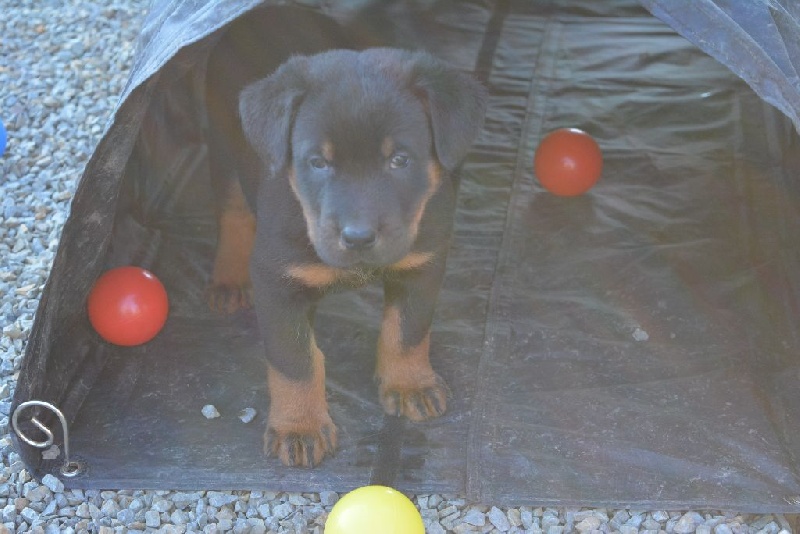 Lenox Des Collines Elfiques