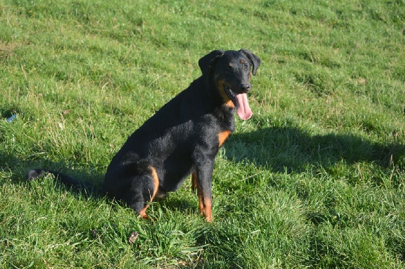 Lenox Des Collines Elfiques