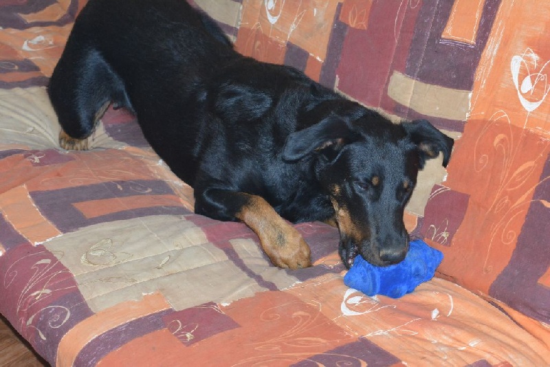 Hera de l'enclos d'Usco