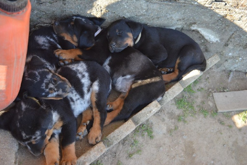 Lenox Des Collines Elfiques