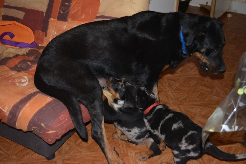 Hera de l'enclos d'Usco