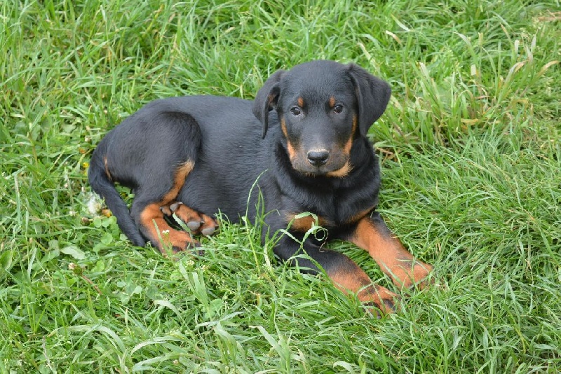 Lenox Des Collines Elfiques