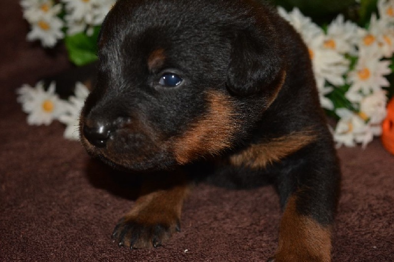 Lenox Des Collines Elfiques