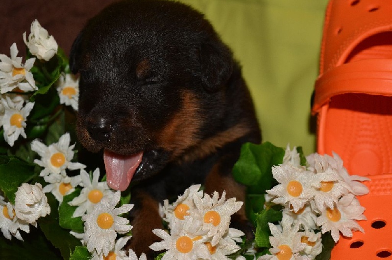 Lenox Des Collines Elfiques