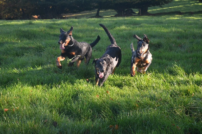 Lenox Des Collines Elfiques