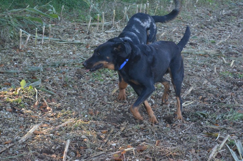Hera de l'enclos d'Usco
