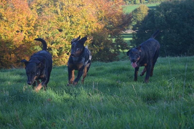 Lenox Des Collines Elfiques