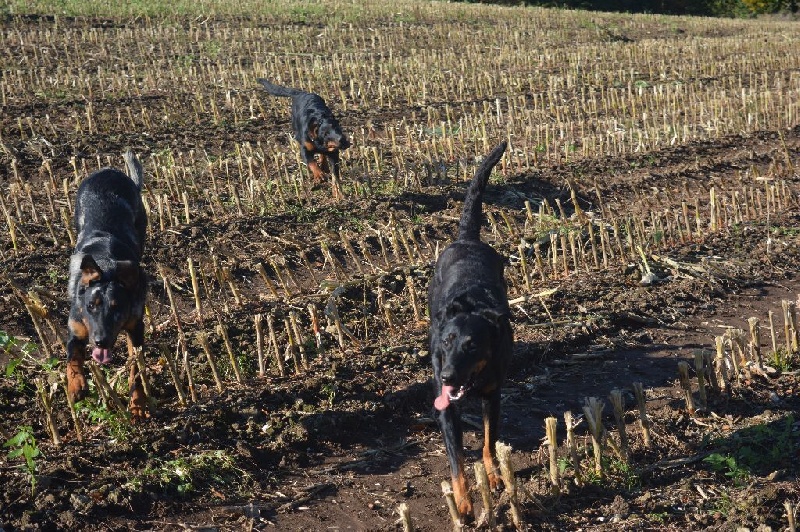 Hera de l'enclos d'Usco