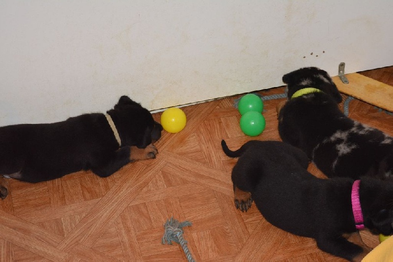 Lenox Des Collines Elfiques