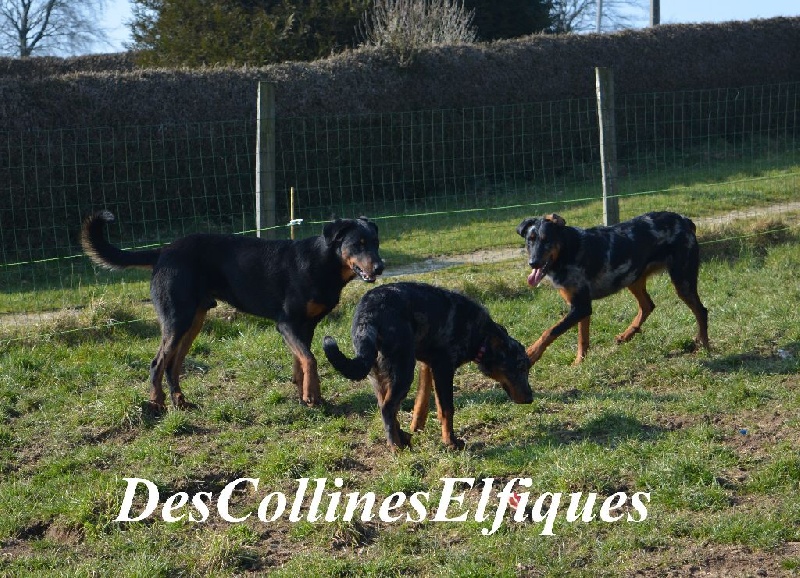 Lenox Des Collines Elfiques