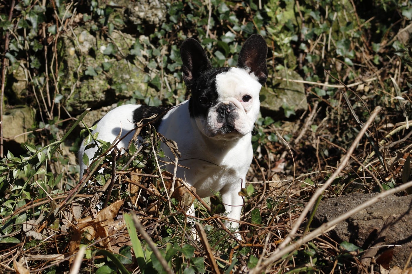 Arwen Du Paradis D'Hibiscus